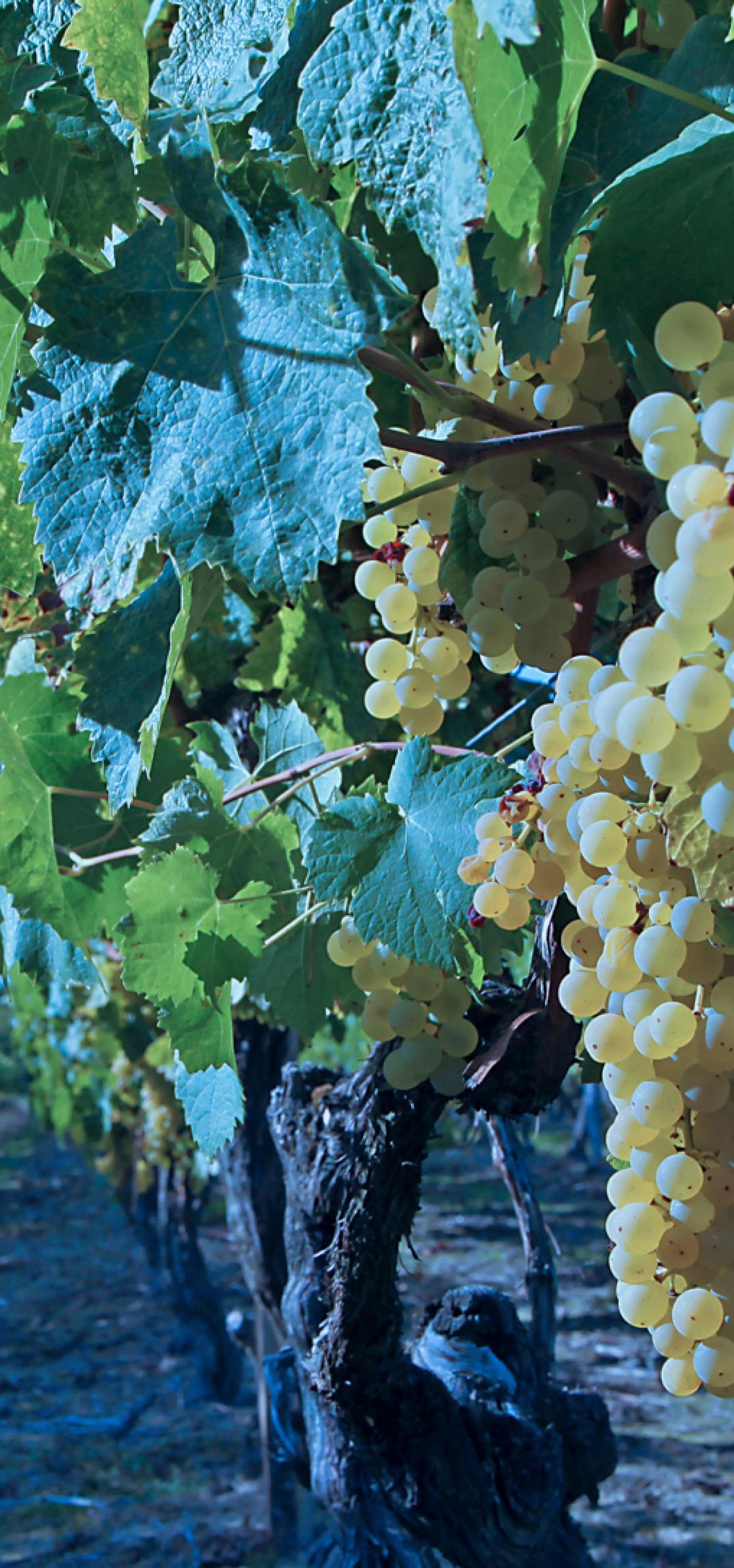 200 hectares de cultivo de fruta e vinho
