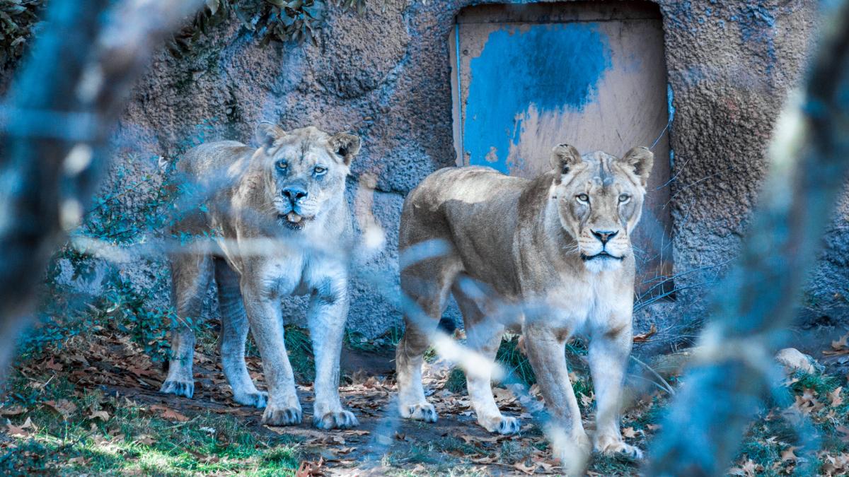 Plus de 200 espèces animales au zoo John Ball