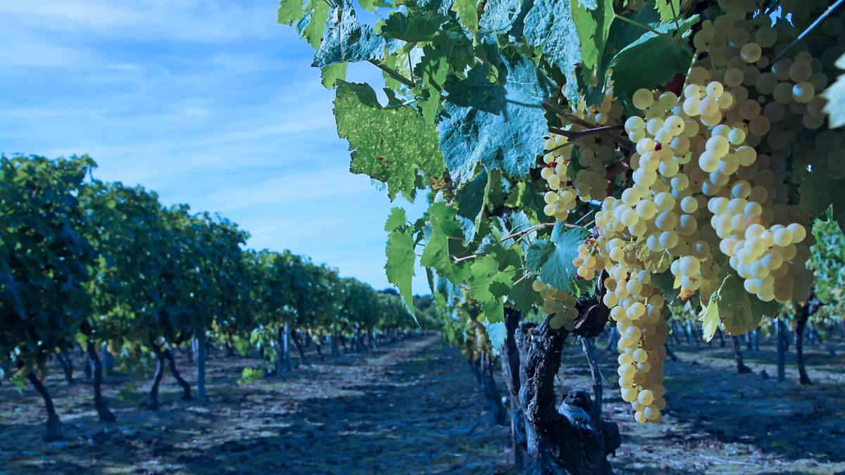 200 hectares de culture fruitière et viticole