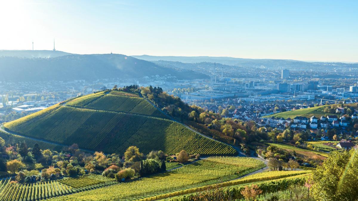 423 hectares de vinhas