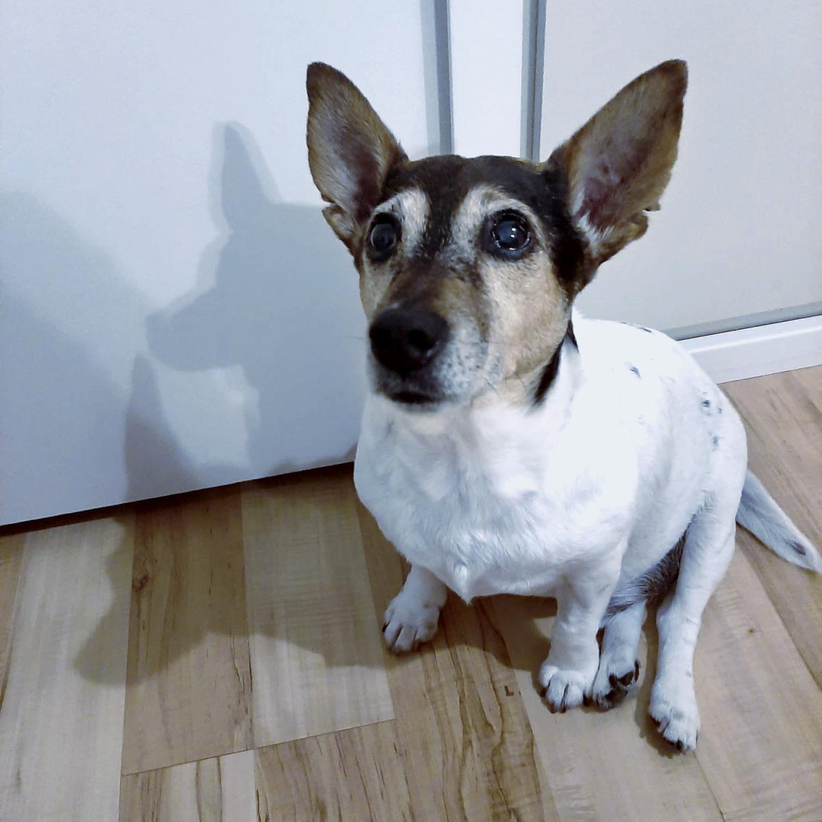 Hund 