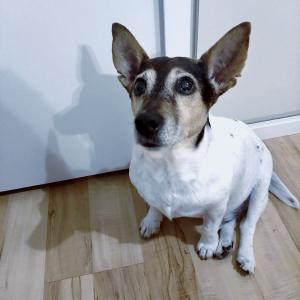 Hund 