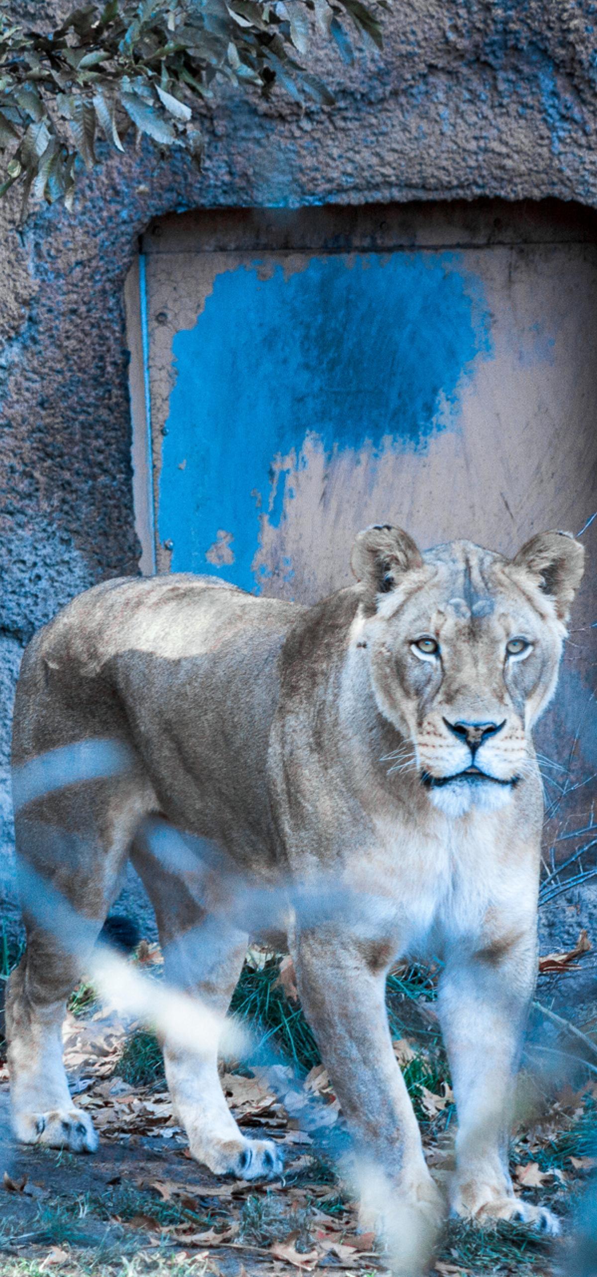 Plus de 200 espèces animales au zoo John Ball