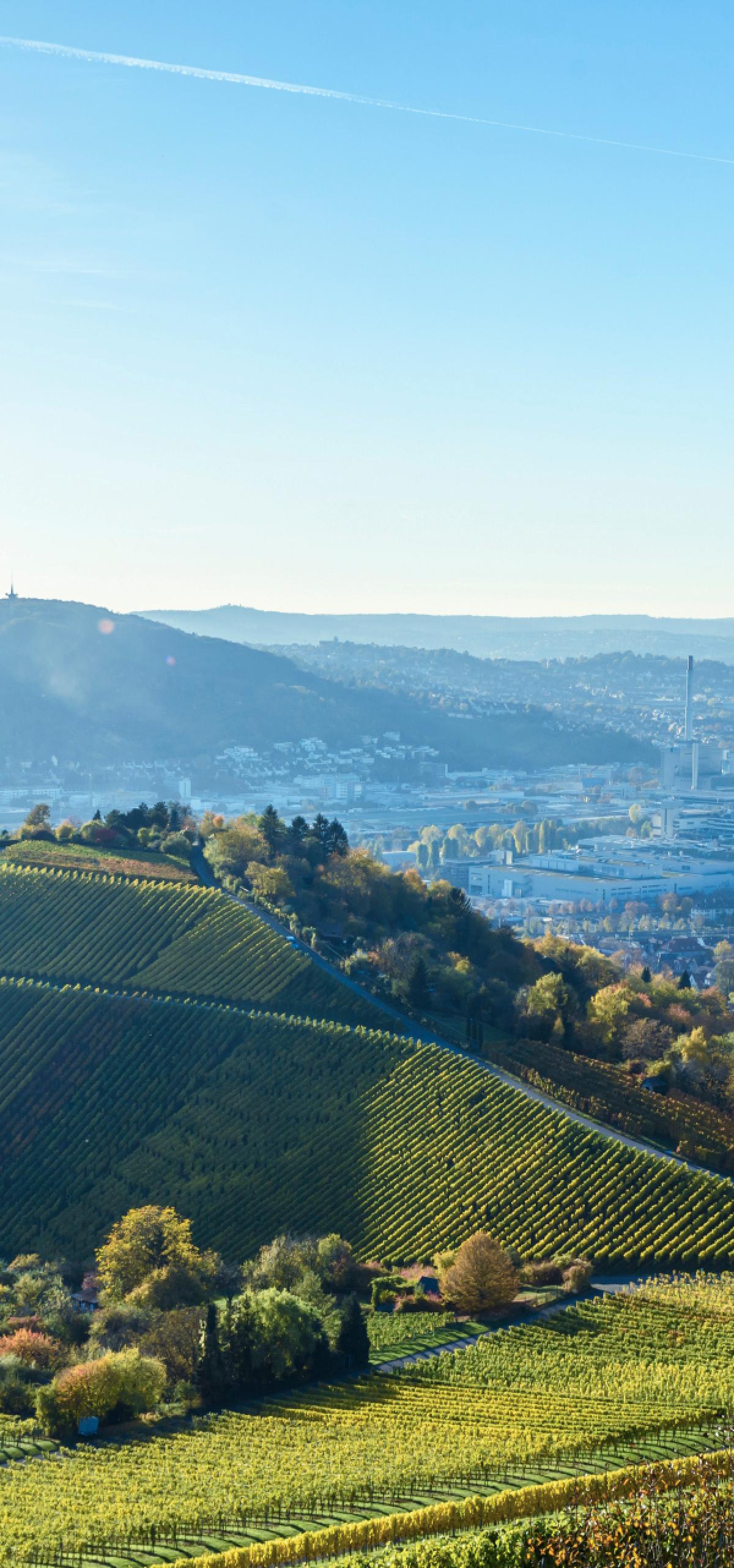 423 hectares de vinhas